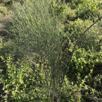 Allocasuarina verticillata (Drooping Sheoak) at Tathra, NSW - 22 Aug 2020 by Rose