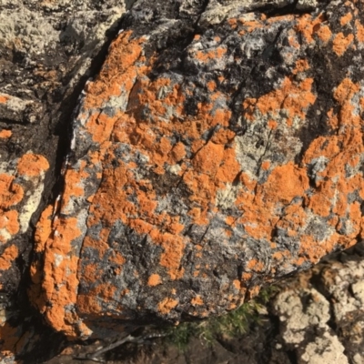 Unidentified Lichen at Tathra, NSW - 22 Aug 2020 by Rose