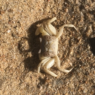 Unidentified Crab at Tathra, NSW - 22 Aug 2020 by Rose