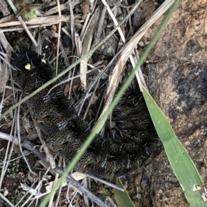 Apina callisto at Campbell, ACT - 15 Jul 2020 01:42 PM