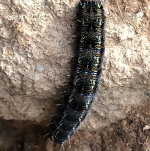 Apina callisto at Campbell, ACT - 15 Jul 2020 01:42 PM