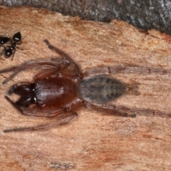 Clubiona sp. (genus) (Unidentified Stout Sac Spider) at Majura, ACT - 22 Aug 2020 by jb2602