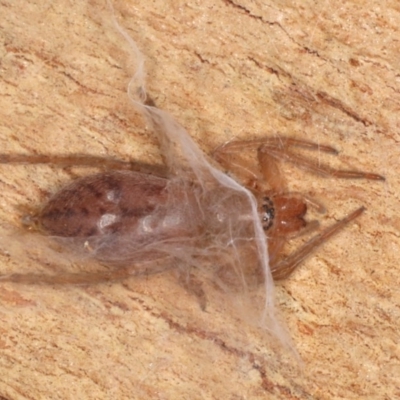 Clubiona sp. (genus) (Unidentified Stout Sac Spider) at Majura, ACT - 22 Aug 2020 by jb2602