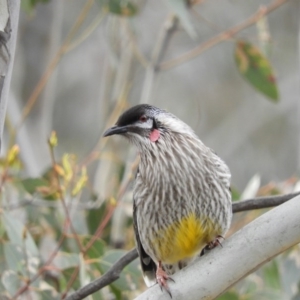 Anthochaera carunculata at Chifley, ACT - 23 Aug 2020