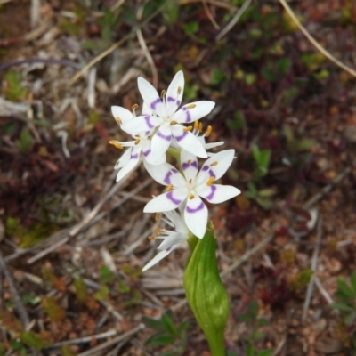 Wurmbea dioica subsp. dioica (Early Nancy) at Pearce, ACT - 23 Aug 2020 by MatthewFrawley