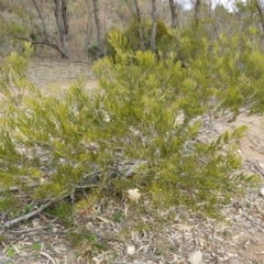 Acacia dawsonii (Dawson's Wattle) at Chifley, ACT - 23 Aug 2020 by MatthewFrawley