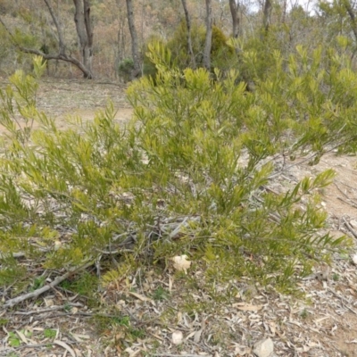 Acacia dawsonii (Dawson's Wattle) at Chifley, ACT - 23 Aug 2020 by MatthewFrawley