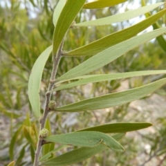 Acacia dawsonii at Chifley, ACT - 23 Aug 2020 02:36 PM