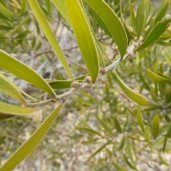 Acacia dawsonii at Chifley, ACT - 23 Aug 2020 02:36 PM