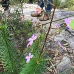 Stylidium laricifolium (Giant Triggerplant, Tree Triggerplant) at Bomaderry, NSW - 21 Aug 2020 by JanetL