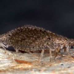 Micromus tasmaniae (Tasmanian Brown Lacewing) at Majura, ACT - 22 Aug 2020 by jbromilow50