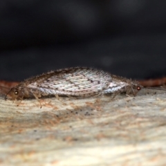 Micromus tasmaniae at Majura, ACT - 22 Aug 2020 05:51 PM