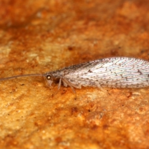 Micromus tasmaniae at Majura, ACT - 22 Aug 2020