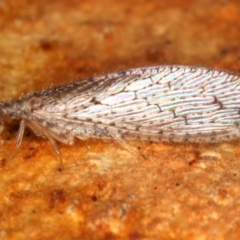 Micromus tasmaniae at Majura, ACT - 22 Aug 2020