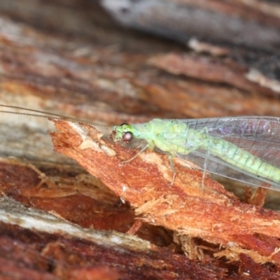 Mallada signatus (Green Lacewing) at Majura, ACT - 22 Aug 2020 by jb2602