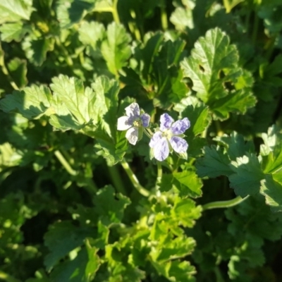 Erodium crinitum (Native Crowfoot) at O'Malley, ACT - 23 Aug 2020 by Mike