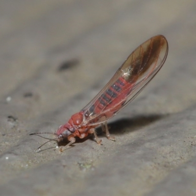 Psyllidae sp. (family) (Unidentified psyllid or lerp insect) at Watson, ACT - 23 Aug 2020 by TimL