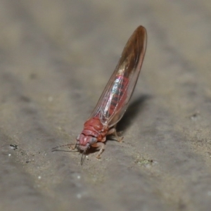 Psyllidae sp. (family) at Watson, ACT - 23 Aug 2020