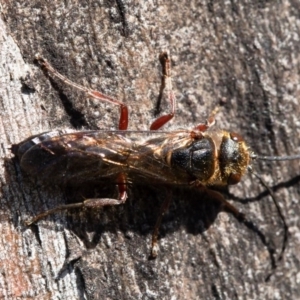 Thynninae (subfamily) at Molonglo River Reserve - 24 Aug 2020