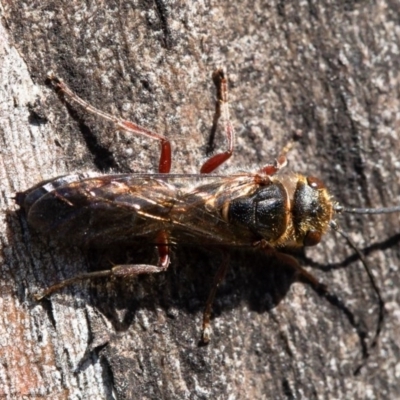 Thynninae (subfamily) (Smooth flower wasp) at Hawker, ACT - 24 Aug 2020 by Roger