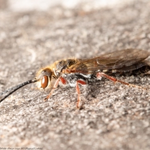 Thynninae (subfamily) at Molonglo River Reserve - 24 Aug 2020