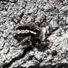 Euophryinae sp. (Mr Stripey) undescribed (Mr Stripey) at Molonglo River Reserve - 24 Aug 2020 by Roger