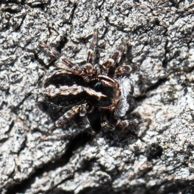 Euophryinae sp. (Mr Stripey) undescribed (Mr Stripey) at Molonglo River Reserve - 24 Aug 2020 by Roger
