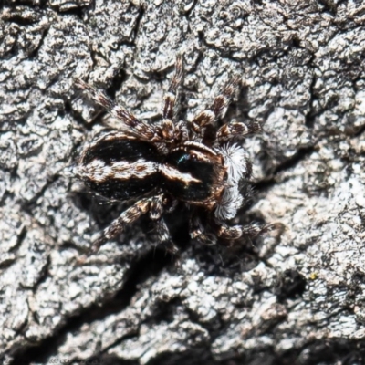 Euophryinae sp. (Mr Stripey) undescribed (Mr Stripey) at Kama - 24 Aug 2020 by Roger