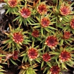 Polytrichum at Cotter River, ACT - 16 Aug 2020 by Sarah2019