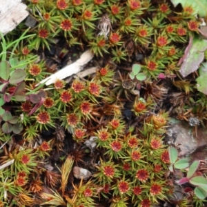 Polytrichum at Cotter River, ACT - 16 Aug 2020 03:35 PM