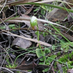 Pterostylis nutans (Nodding Greenhood) at Point 5154 - 22 Aug 2020 by ConBoekel