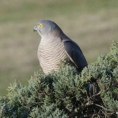 Tachyspiza cirrocephala (Collared Sparrowhawk) at Bega, NSW - 24 Aug 2020 by StephH