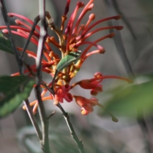 Grevillea oxyantha subsp. oxyantha at Mongarlowe, NSW - suppressed