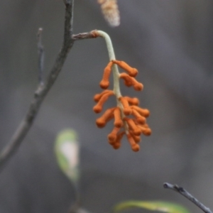 Grevillea oxyantha subsp. oxyantha at Mongarlowe, NSW - suppressed