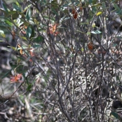 Grevillea oxyantha subsp. oxyantha at Mongarlowe, NSW - 24 Aug 2020