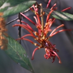 Grevillea oxyantha subsp. oxyantha at Mongarlowe, NSW - suppressed