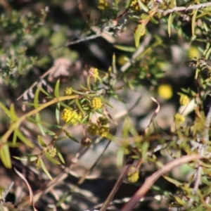 Acacia sp. at Mongarlowe, NSW - suppressed