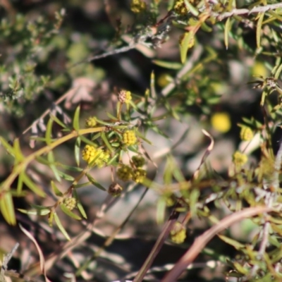 Acacia (genus) (A Wattle) at Mongarlowe, NSW - 24 Aug 2020 by LisaH