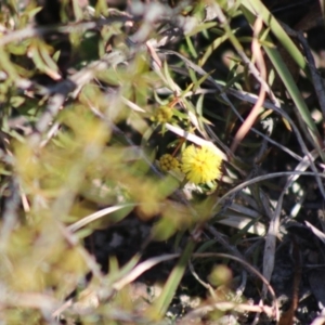 Acacia sp. at Mongarlowe, NSW - 24 Aug 2020