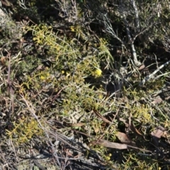 Acacia sp. at Mongarlowe, NSW - 24 Aug 2020