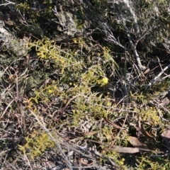 Acacia sp. at Mongarlowe, NSW - suppressed