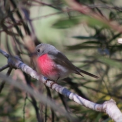 Petroica rosea (Rose Robin) at Mongarlowe, NSW - 24 Aug 2020 by LisaH