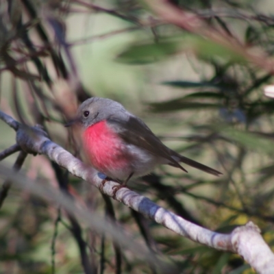 Petroica rosea (Rose Robin) at Mongarlowe, NSW - 24 Aug 2020 by LisaH