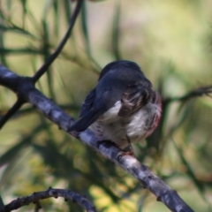 Petroica rosea at Mongarlowe, NSW - 24 Aug 2020