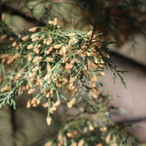 Cupressus sp. at Mongarlowe, NSW - suppressed