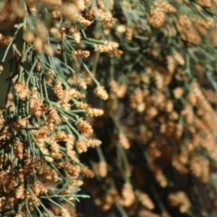 Cupressus sp. at Mongarlowe, NSW - suppressed