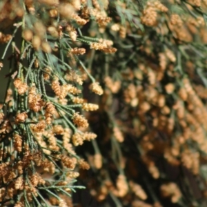 Cupressus sp. at Mongarlowe, NSW - suppressed