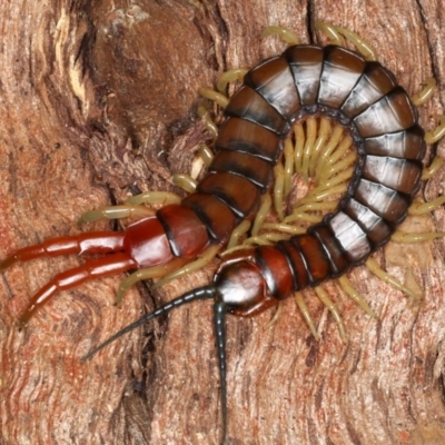 Cormocephalus aurantiipes (Orange-legged Centipede) at Majura, ACT - 24 Aug 2020 by jb2602