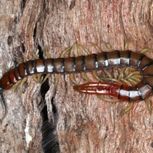 Cormocephalus aurantiipes at Majura, ACT - 24 Aug 2020