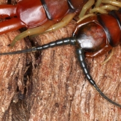 Cormocephalus aurantiipes at Majura, ACT - 24 Aug 2020